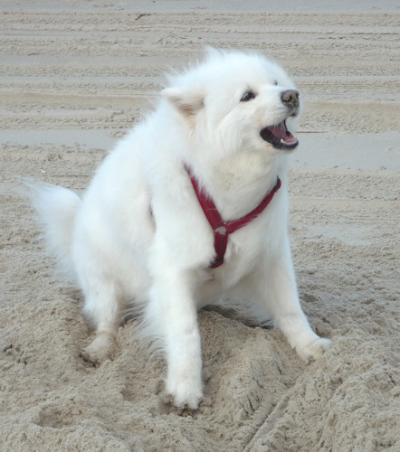 Grischa am Strand 09/2009